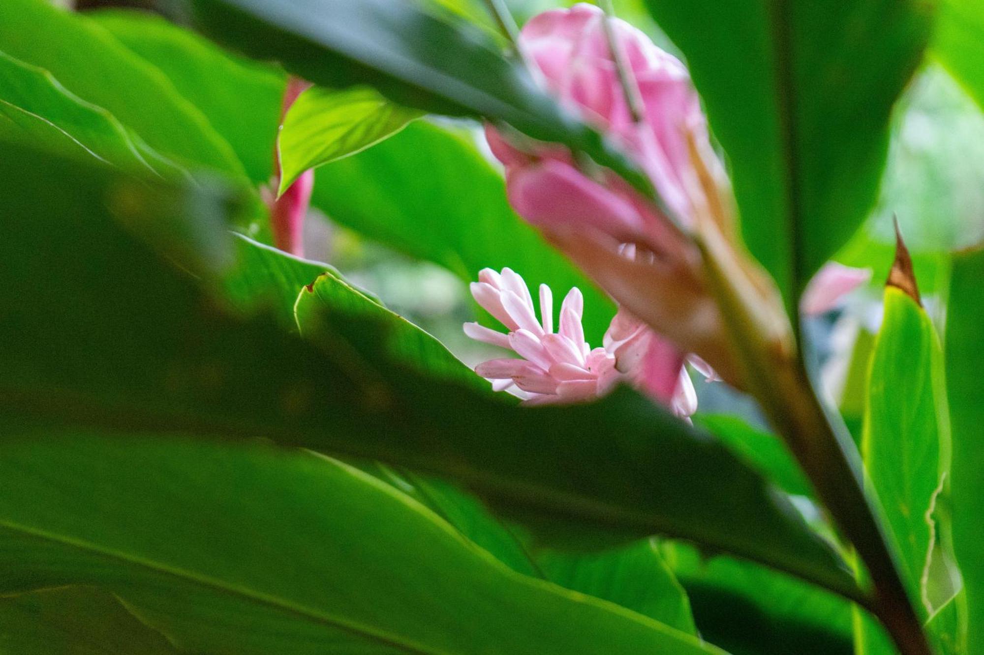 Dragonfly Beachfront Villas-Adult Only ปุนตาอูวา ภายนอก รูปภาพ