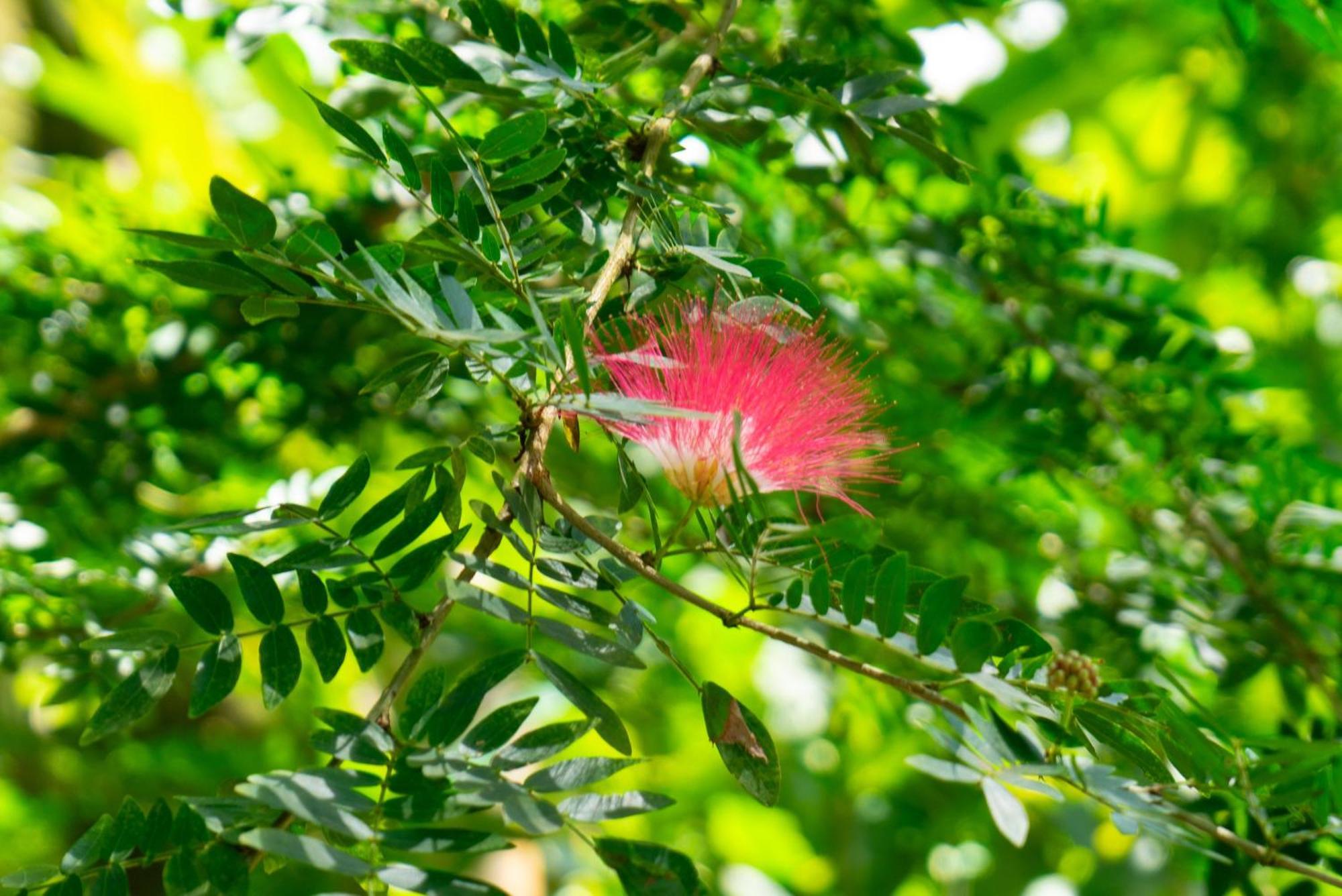 Dragonfly Beachfront Villas-Adult Only ปุนตาอูวา ภายนอก รูปภาพ